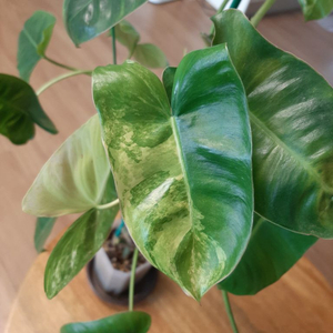 버럴막스 바리에가타 이미지