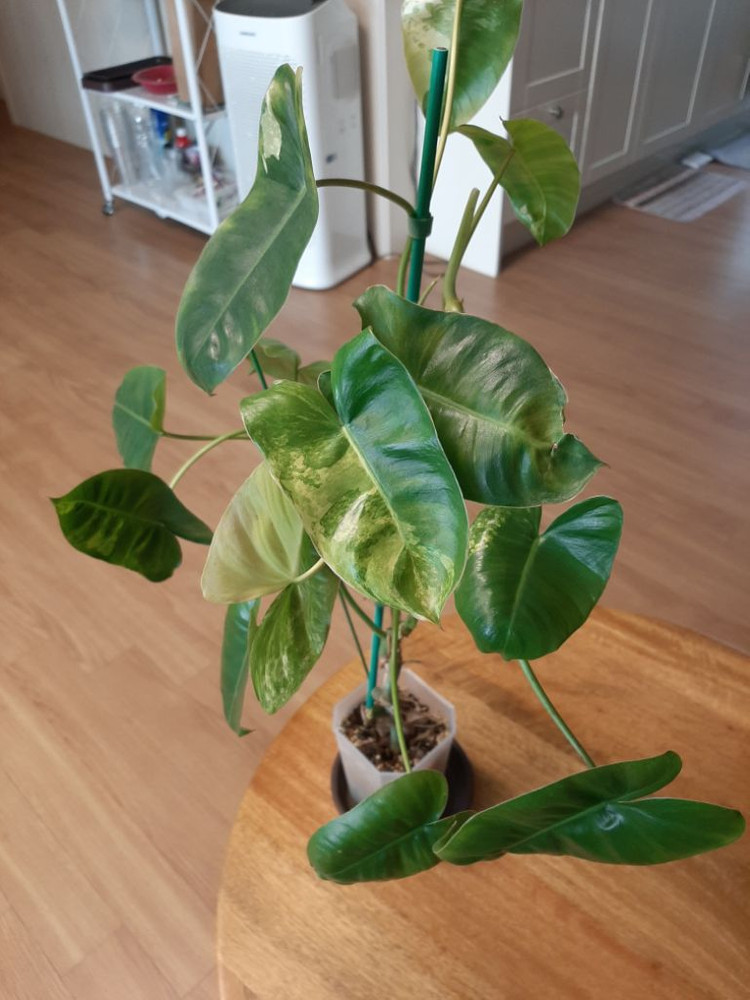 버럴막스 바리에가타 이미지