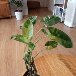 버럴막스 바리에가타 이미지