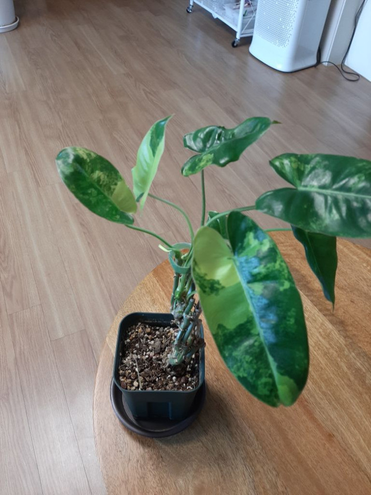 버럴막스 바리에가타 이미지