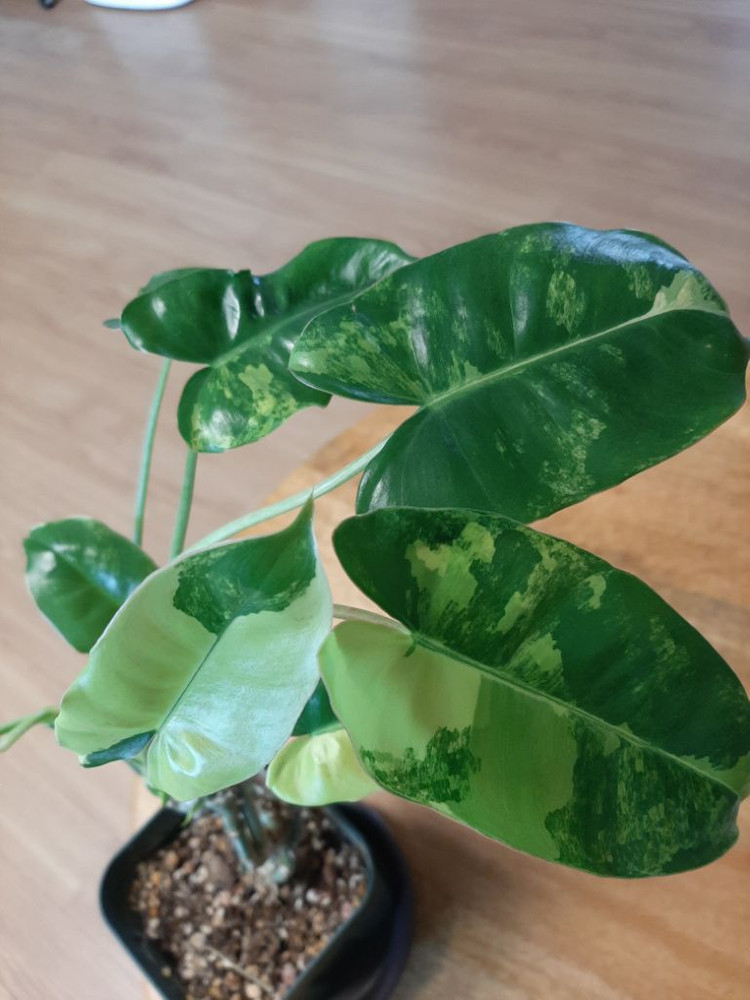 버럴막스 바리에가타 이미지