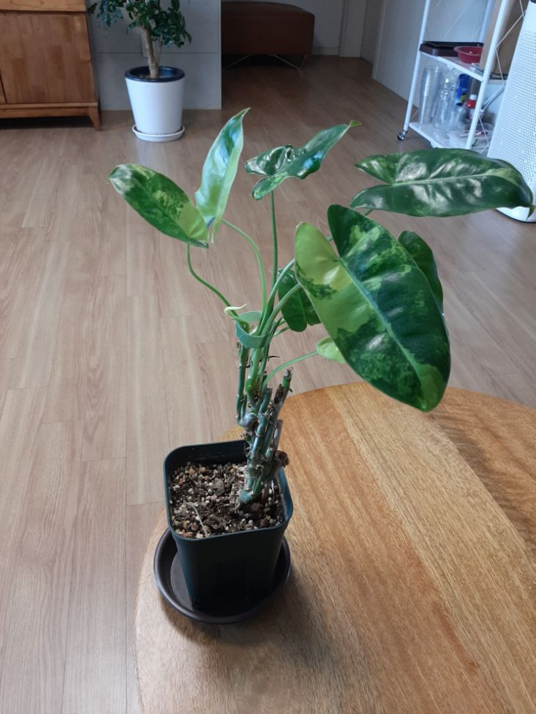 버럴막스 바리에가타 이미지