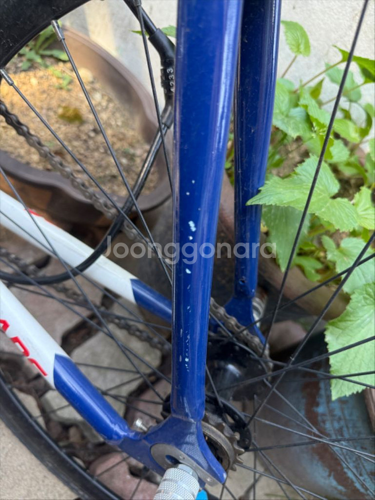 도마스 픽시--3