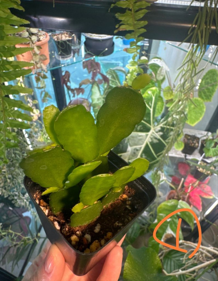 봄 원종 흰 게발선인장 (가재발X)--3