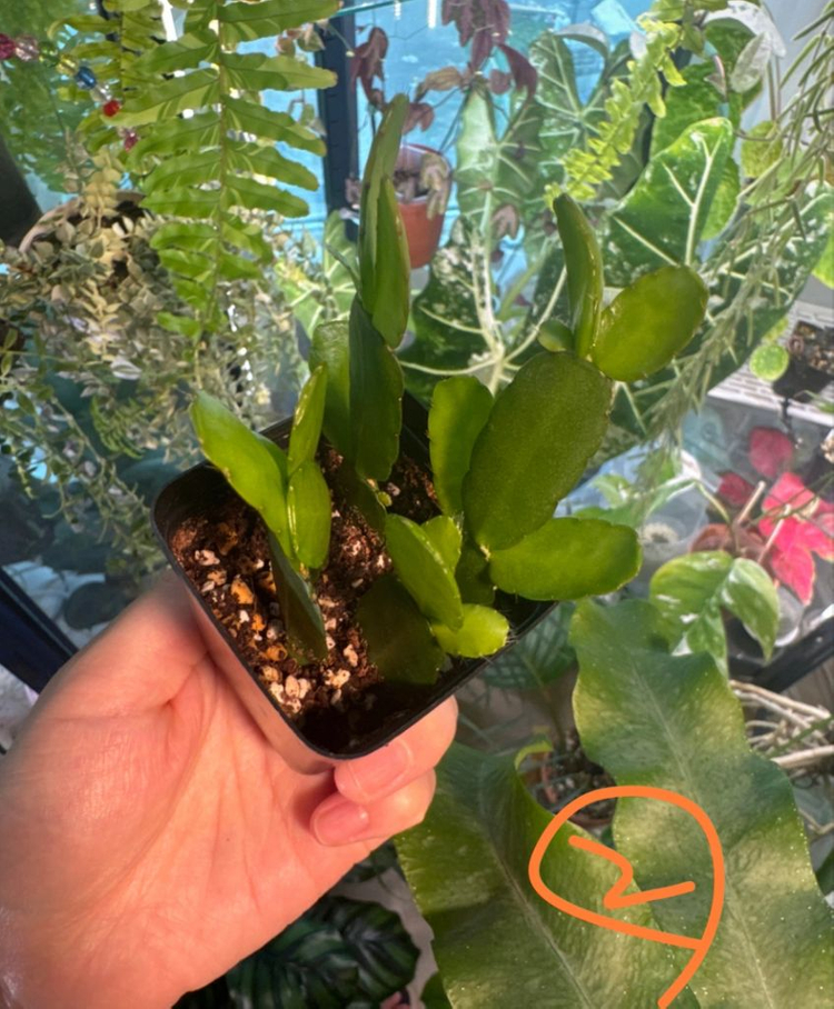 봄 원종 흰 게발선인장 (가재발X)--6