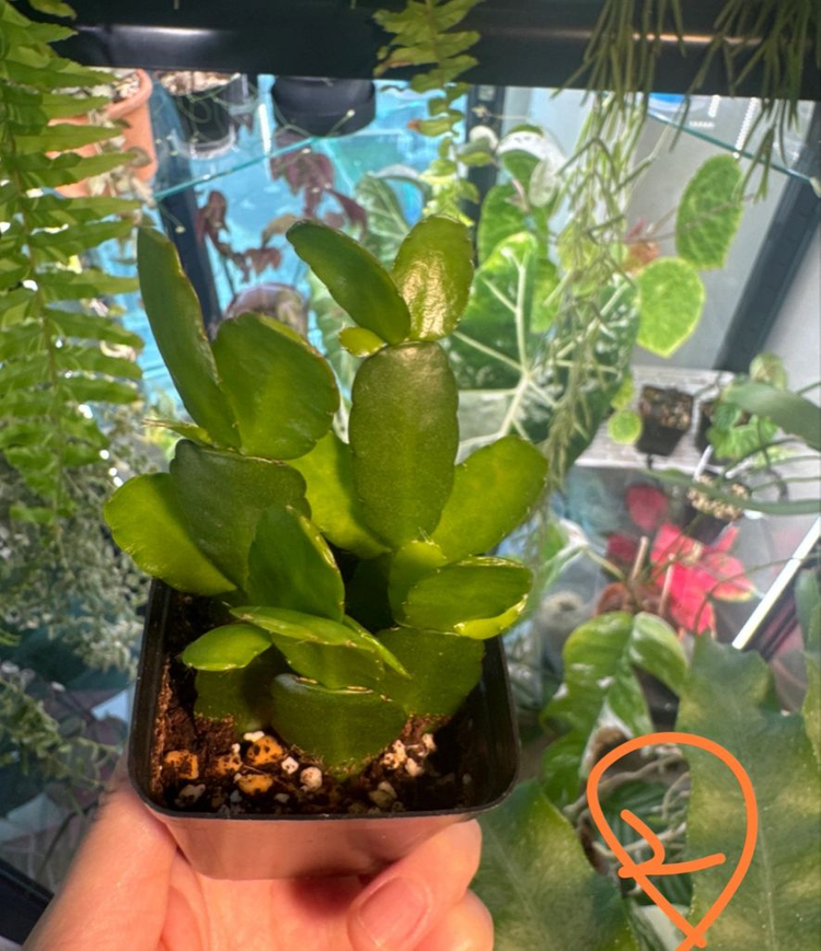 봄 원종 흰 게발선인장 (가재발X)--5