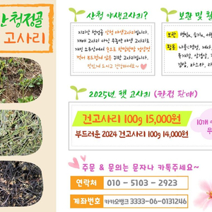 지리산청정골 야생건고사리