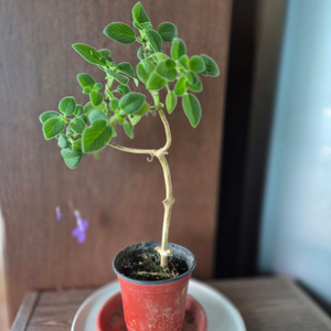 삭소롬