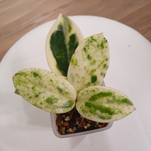 호야마다라스노우엔젤