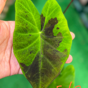 콜라카시아 블랙뷰티