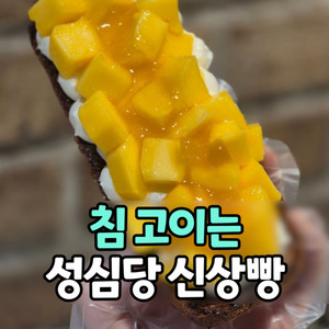 성심당 망고시루 망고롤 망고타르트 떠망고 전국특송