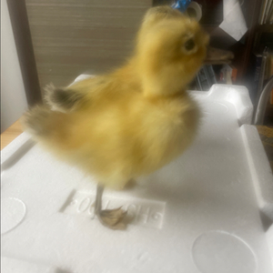 오리 박제 2마리