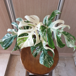 몬스테라 보르시지아나 알보 바리에가타 #탑#잎32cm