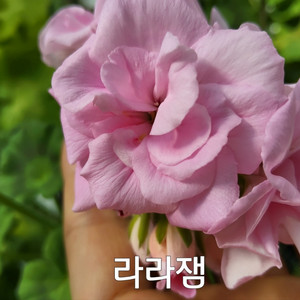 얼큰이 라라잼 제라늄 중품 0.6