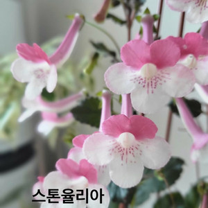 신닌기아 스톤율리아