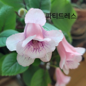 신닌기아 파티드레스
