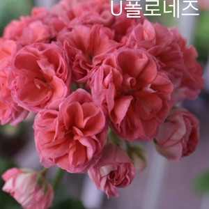 러시아 제라늄 유폴로네이즈