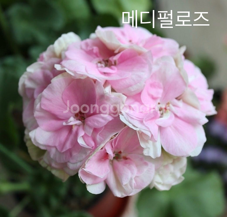 제라늄 메디펄로즈(러시아)+앤틱로즈(레드)--0