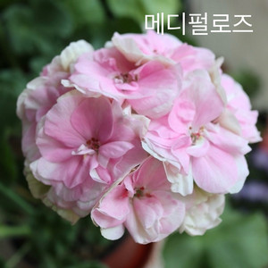 러시아 제라늄 메디펄로즈