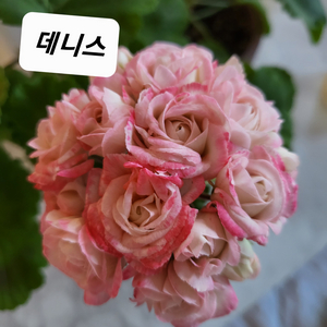 데니스 제라늄