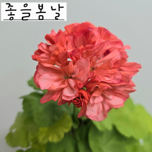 좋을봄날 제라늄