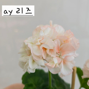 ay리즈 제라늄