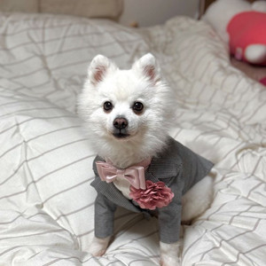 강아지 턱시도 정장 화견