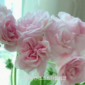 제라늄 유러피언 소프트더블핑크 중대품 0.6