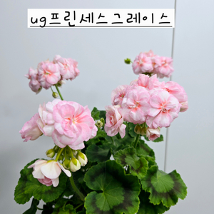ug프린세스그레이스 제라늄