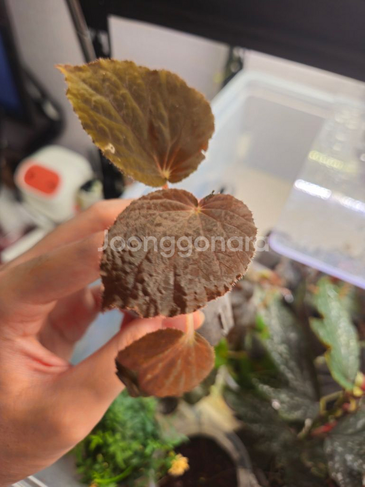 베고니아 할마헤라 블랙--0