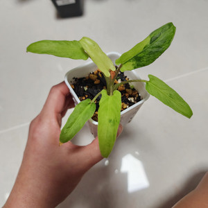 로터바키아나 아우레아(옐로우 바리에가타)
