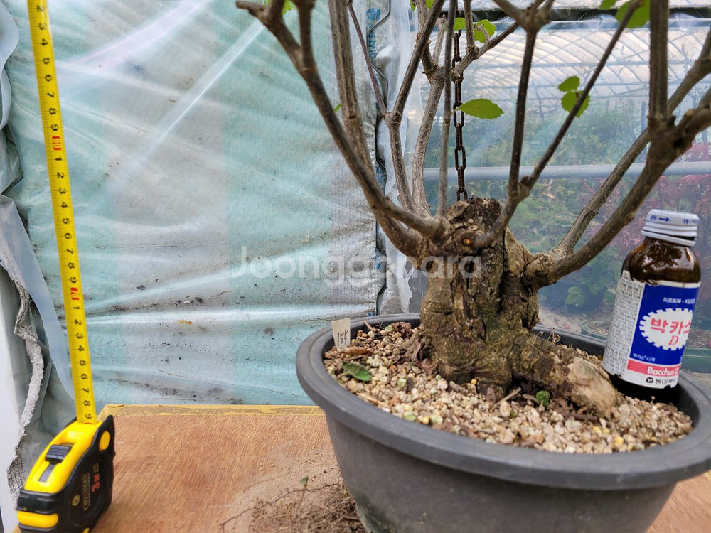 대형화분 가막살나무 분재 정원수 인테리어식물 카페화분--0