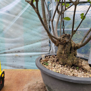 대형화분 가막살나무 분재 정원수 인테리어식물 카페화분