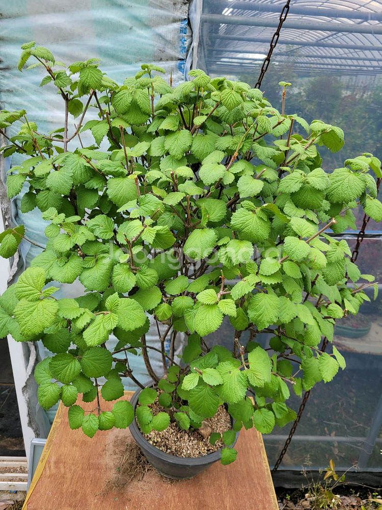 대형화분 가막살나무 분재 정원수 인테리어식물 카페화분--5