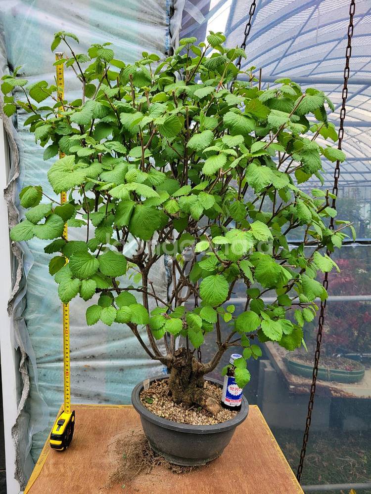 대형화분 가막살나무 분재 정원수 인테리어식물 카페화분--1