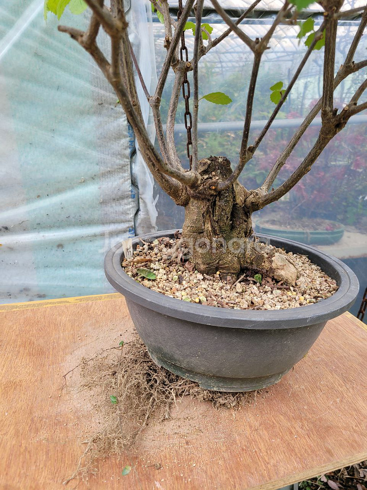 대형화분 가막살나무 분재 정원수 인테리어식물 카페화분--2