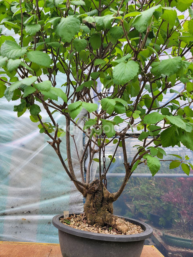 대형화분 가막살나무 분재 정원수 인테리어식물 카페화분--6