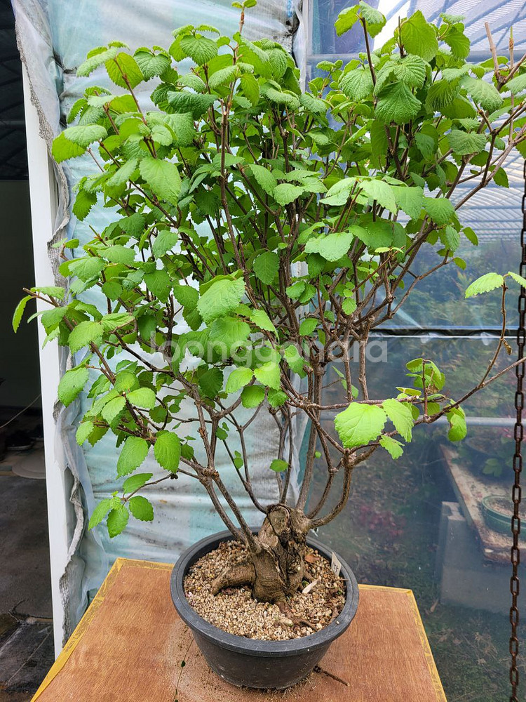 대형화분 가막살나무 분재 정원수 인테리어식물 카페화분--3