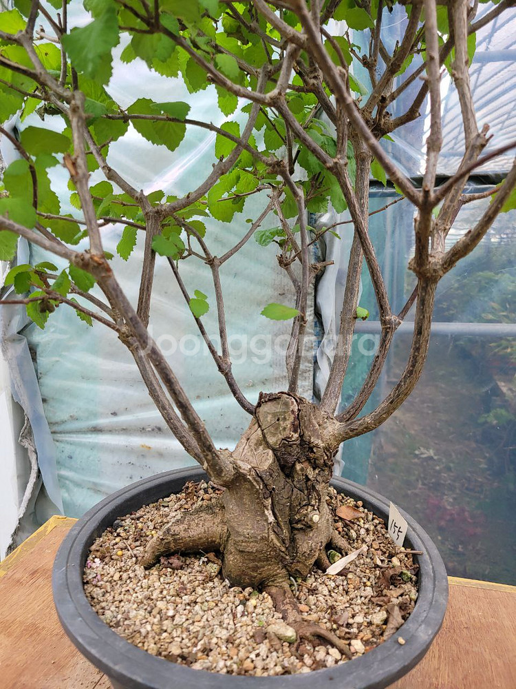 대형화분 가막살나무 분재 정원수 인테리어식물 카페화분--4