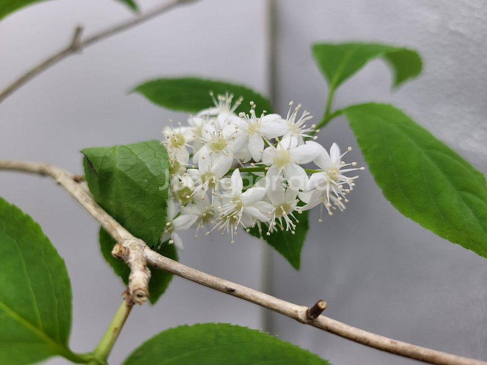 물참대 화분 정원수 인테리어식물 카페화분 분재--2