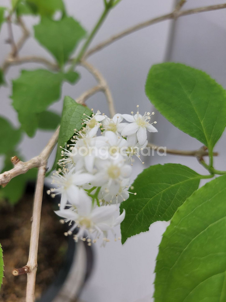 물참대 화분 정원수 인테리어식물 카페화분 분재--1