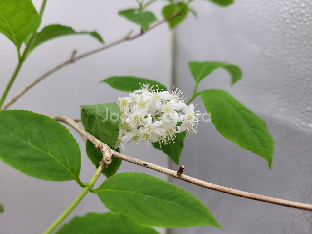 물참대 화분 정원수 인테리어식물 카페화분 분재--0
