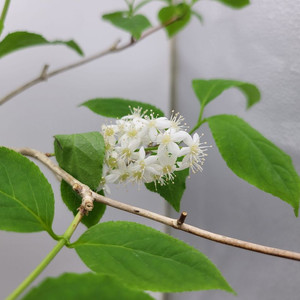 물참대 화분 정원수 인테리어식물 카페화분 분재