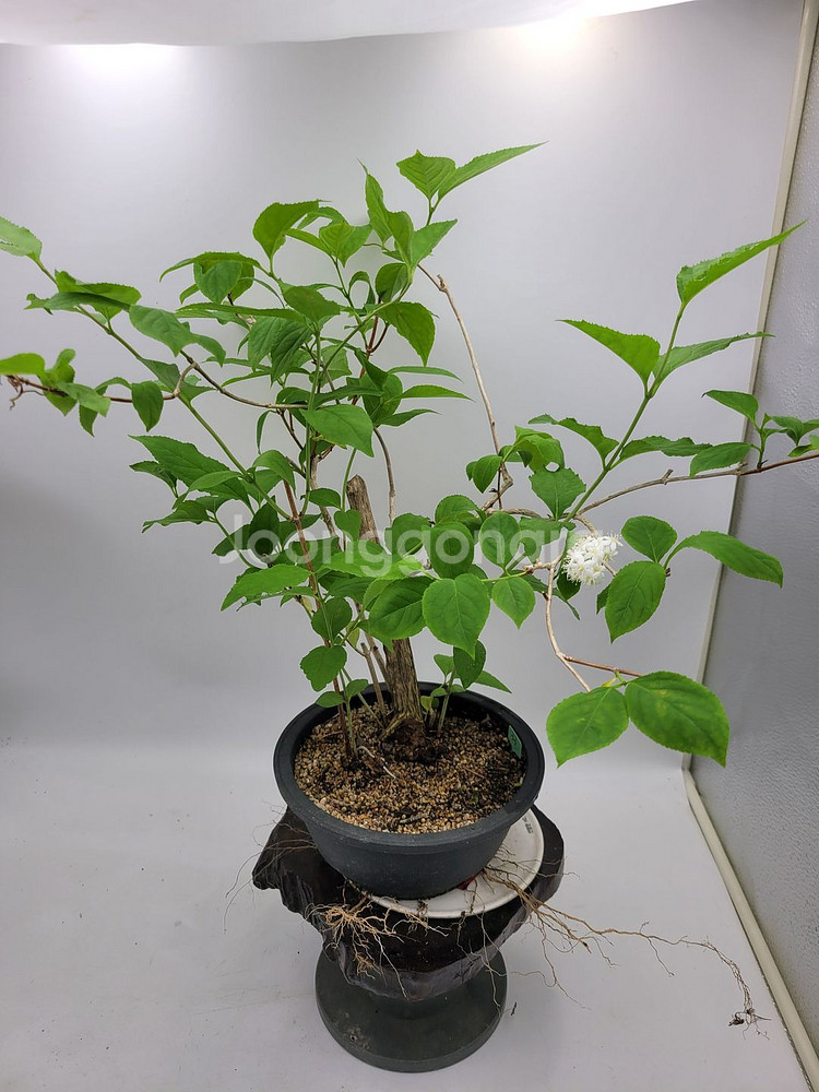 물참대 화분 정원수 인테리어식물 카페화분 분재--3