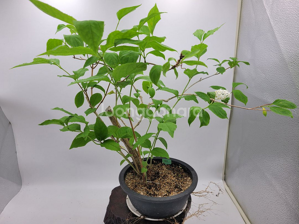 물참대 화분 정원수 인테리어식물 카페화분 분재--5