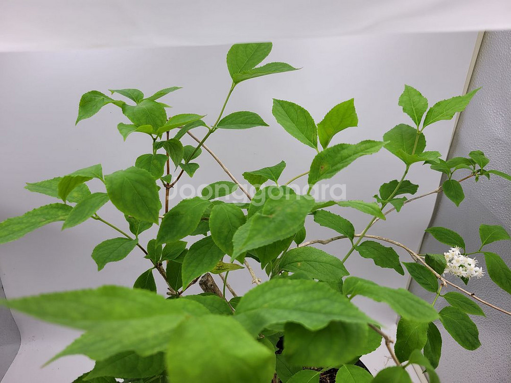 물참대 화분 정원수 인테리어식물 카페화분 분재--4