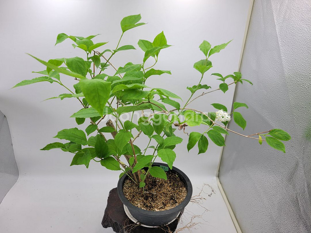 물참대 화분 정원수 인테리어식물 카페화분 분재--6