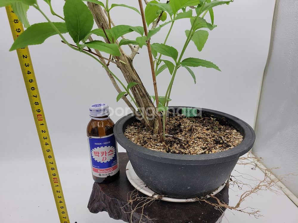 물참대 화분 정원수 인테리어식물 카페화분 분재--9