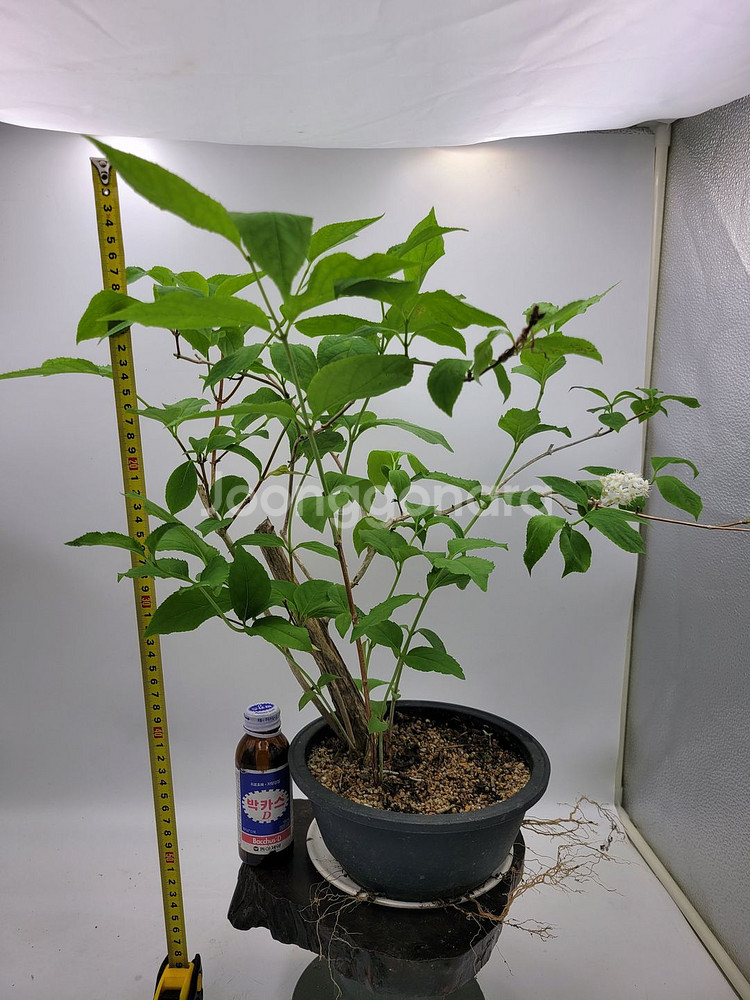 물참대 화분 정원수 인테리어식물 카페화분 분재--8