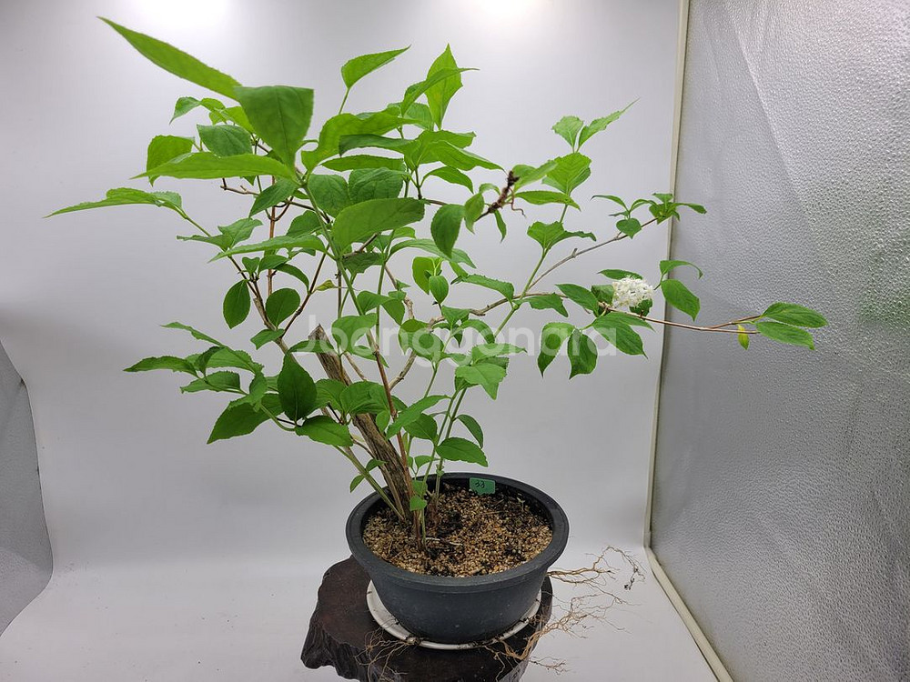 물참대 화분 정원수 인테리어식물 카페화분 분재--7